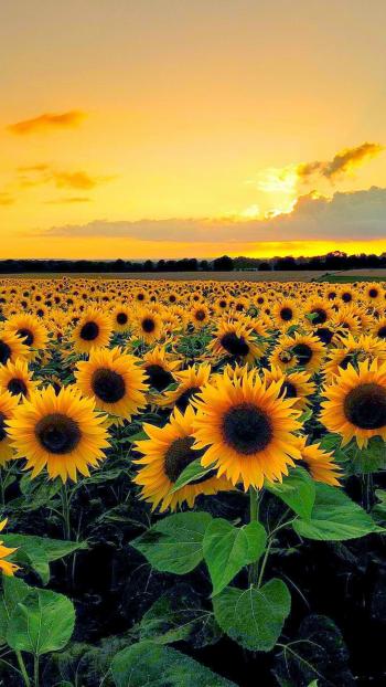 Sunset View From Sunflower Field | Craft Ideas | Pinterest ...