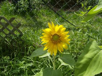 Sunflowers | Orchid Flowers | Page 2