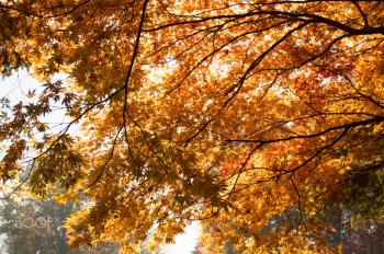 Sun is playing peekaboo - Light creeping through the branches of the ...