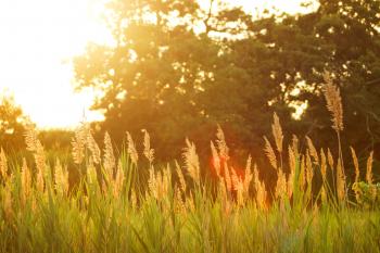 Sun Shining on Grass in Field