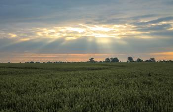 Sun shining through the clouds over a green wheat field