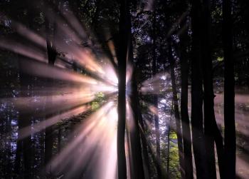 Sun Shining Through Trees at Night