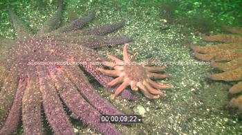 Sunflower starfish chased by morning sun starfish HD underwater ...