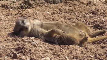 Photobombing' A Sunbathing Meerkat - YouTube