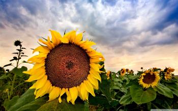 Sunflower Close up HDR ❤ 4K HD Desktop Wallpaper for 4K Ultra HD TV ...