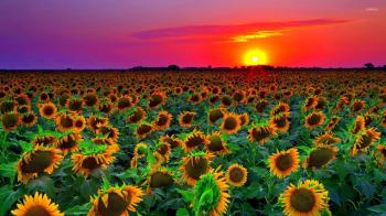 Sunflowers at sunset wallpaper - Flower wallpapers - #47303