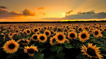The largest sunflower field - Tuscany (Italy) - YouTube