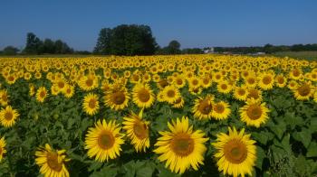 Sunflowers