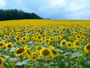 Sunflower Fields Forever” | Baltimore "Stay-Cation"