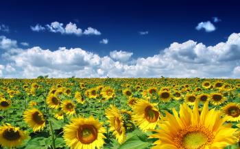 Sunflower Field Photography HD Wallpaper, Background Images