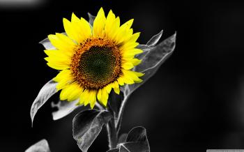 Sunflower Black And White ❤ 4K HD Desktop Wallpaper for 4K Ultra HD ...