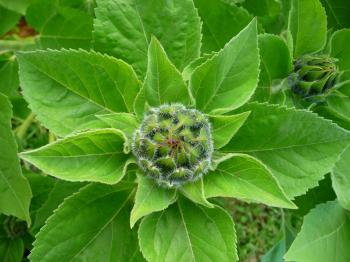 Sunflower forage and crop residues | Feedipedia