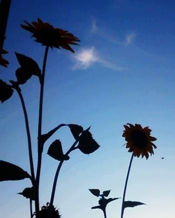 Sunflower Silhouettes