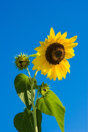 Sunflower Under Blue Sky during Daytime