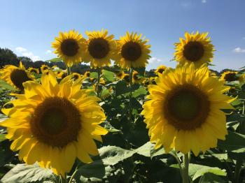 Why You Need to Visit the Sussex County Sunflower Maze This Weekend