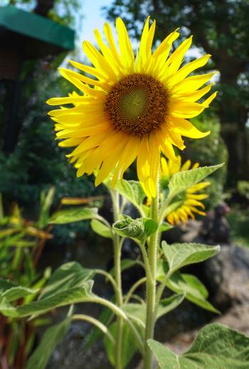 How to Grow Sunflowers for Seeds — Practical Self Reliance