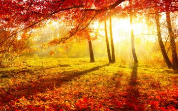 Autumn Morning Pictures #6976108
