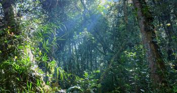 Rays and beams of sun light shine through jungle forest canopy at ...