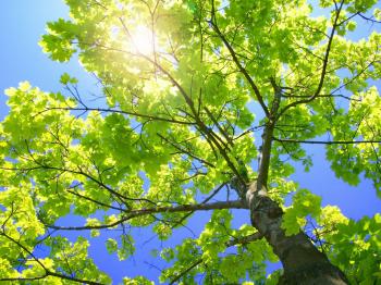 Sunny Tree Branches Wallpaper Plants Nature Wallpapers in jpg format ...