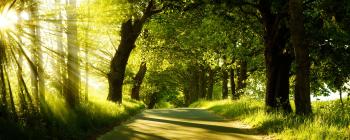 What biological processes allow trees to grow in the direction of ...