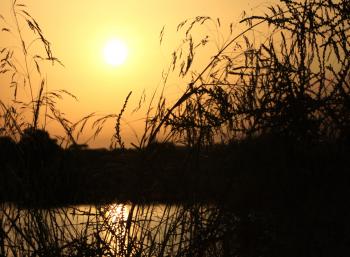 Sunset on the lake with grass silhouette