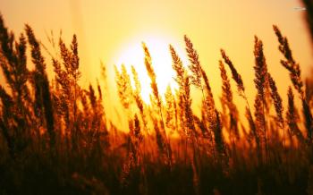 Picture - Nature