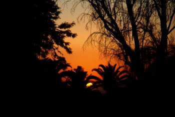 Sunset Through Palms