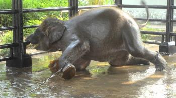 Surabaya Zoo - zoo of death part 2 - YouTube