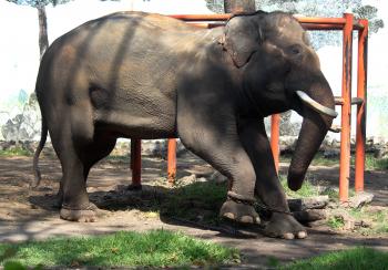 Cheap Thrills, Poor Conditions Plague Indonesia's Zoos