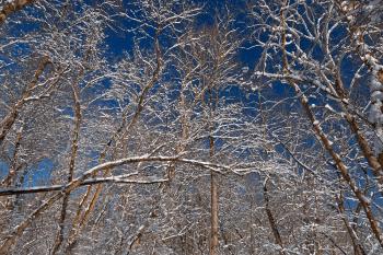 Susquehanna Winter Foliage - HDR
