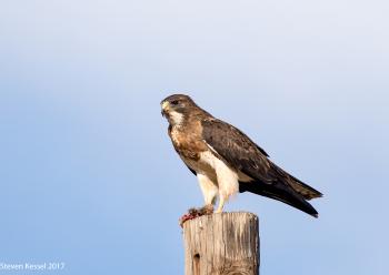 Swainson's Hawk With Breakfast | Sonoran Images