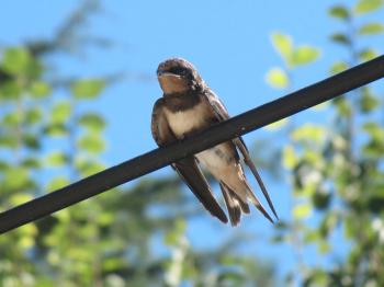 Swallow bird resting