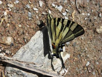 Swallow-tail butterfly