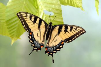 Appalachian tiger swallowtail butterfly is a hybrid of two other ...
