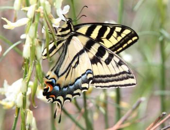 SWALLOWTAIL, WESTERN TIGER (Papilio rutulis) 6-16-11) carcass cr, wayne co, ut (2)
