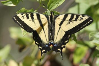 SWALLOWTAIL, WESTERN TIGER (Papilio rutulus) (7-23-09) cerro alto cg road, slo co, ca (1)