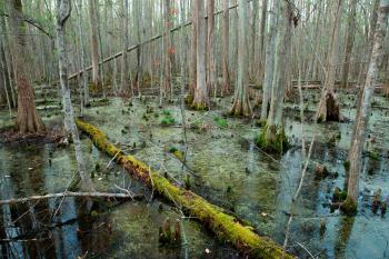 Deep in the Swamps, Archaeologists Are Finding How Fugitive Slaves ...