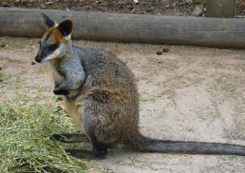 Swamp Wallaby - Wallabia bicolor