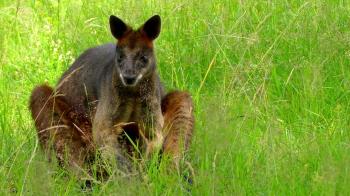 Swamp wallaby (Wallabia bicolor) is small macropod marsupial of ...