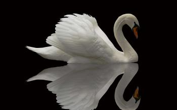 Swan HD Wallpaper, Background Images