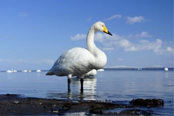 Canon Bird Branch Project | Biodiversity Initiatives | Bird photo ...