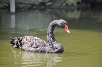Black swan at Nagoya zoo latest to succumb to widening bird flu ...