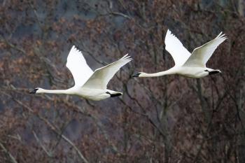 Sequim seeing rise in swan population | Sequim Gazette