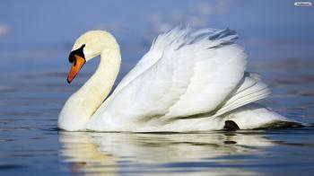 Mute swan Wallpapers 4 - 1920 X 1080 | stmed.net
