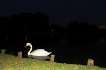 Swan at night