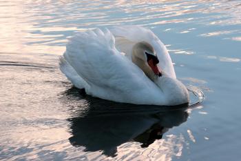 Swan in the Lake
