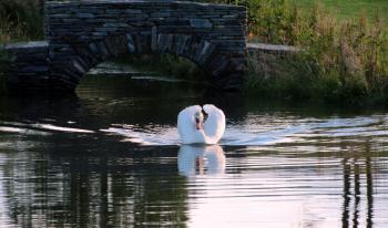 Swan in the Lake