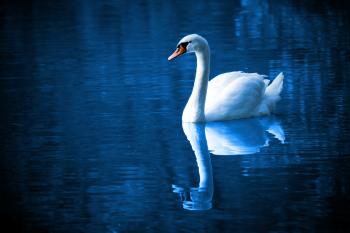 Swan in the River