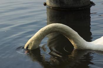 Swan Looking Like The Loch Ness Monster, Paul-Lincke Ufer