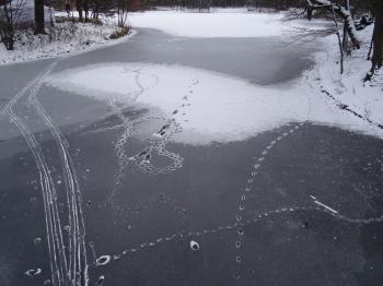 Swan pond Carolasee in Winter